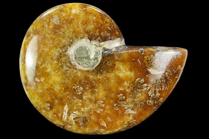 Polished, Agatized Ammonite (Cleoniceras) - Madagascar #119133